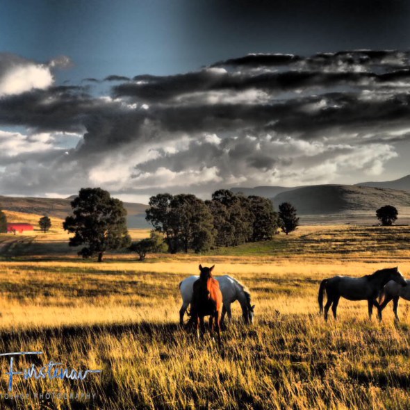 Horses in front off the Drakenberg escarpment, Maarmanshoek