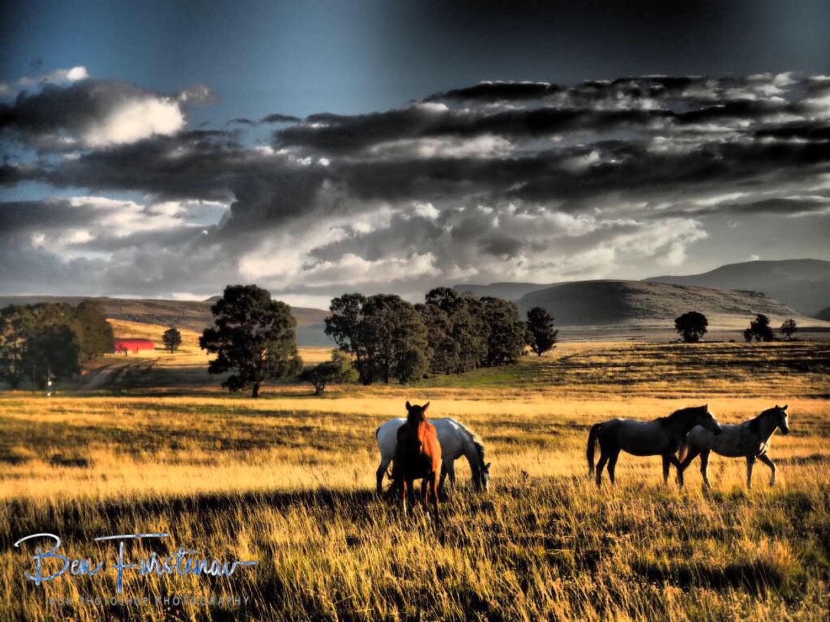 Horses in front off the Drakenberg escarpment, Maarmanshoek 