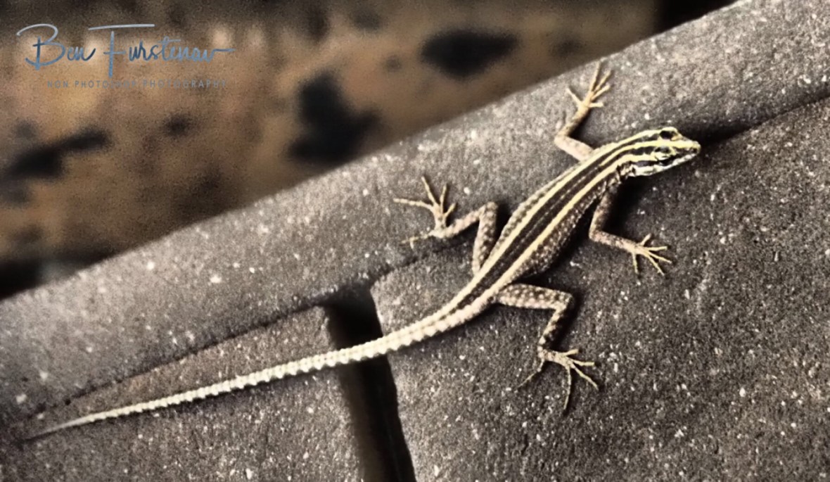 Lizard lounge, Augrabis Falls, Northern Cape