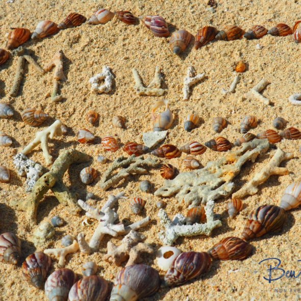 Snail and coral heart, Maurice