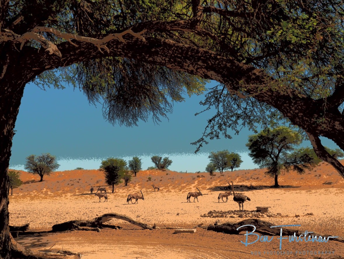 A wider view over the relatively small waterholes, Kgalagadi Transfrontier Park