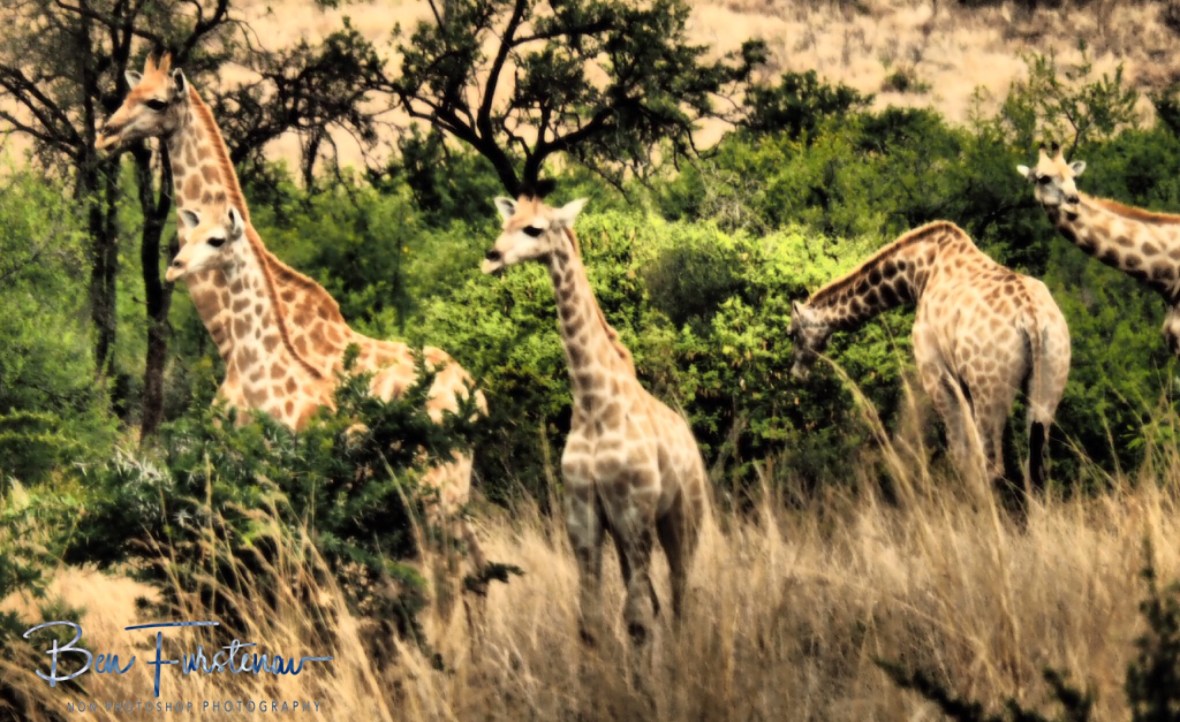 Giraffe morning exercise, Pilansberg National Park 