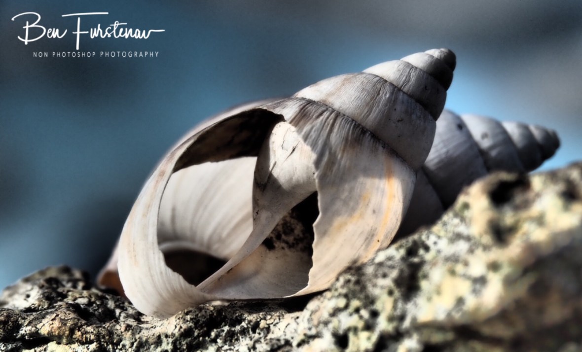Empty snail shells a plenty at Tamarin Mountain 