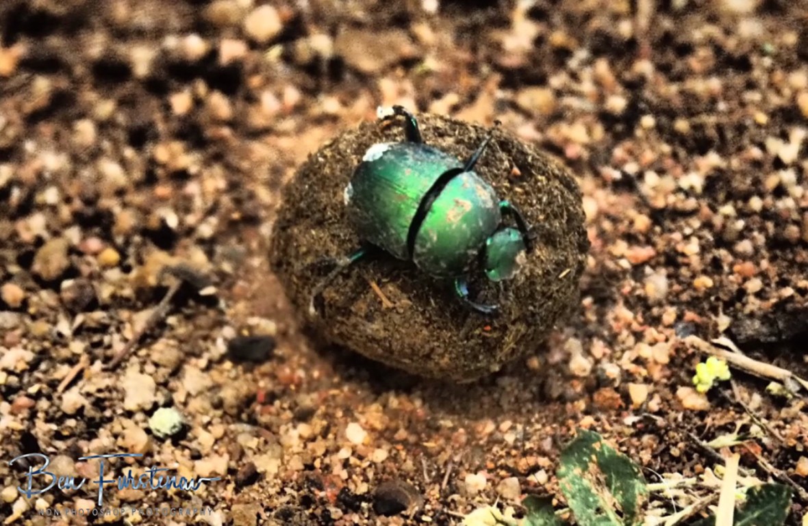 Dung beetle going in circles, Pilansberg National Park