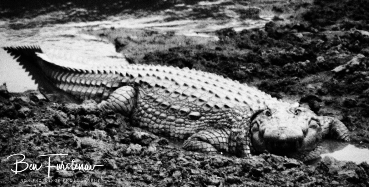 Never trust a smiling croc, Pilansberg National Park