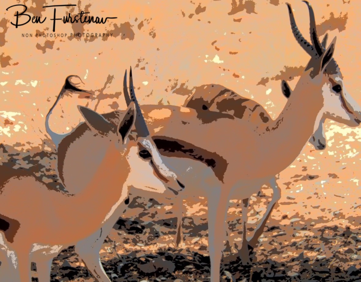 Springbok are the most prolific Antilope at Kgalagadi Transfrontier Park 
