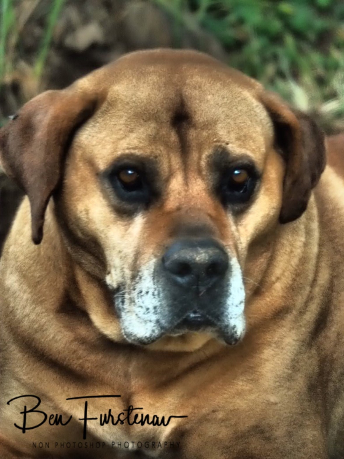 Boerbull, old warrior, Dundee