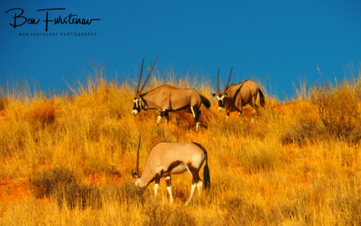 Red sands and blue skies, Kgalagadi Transfrontier Park