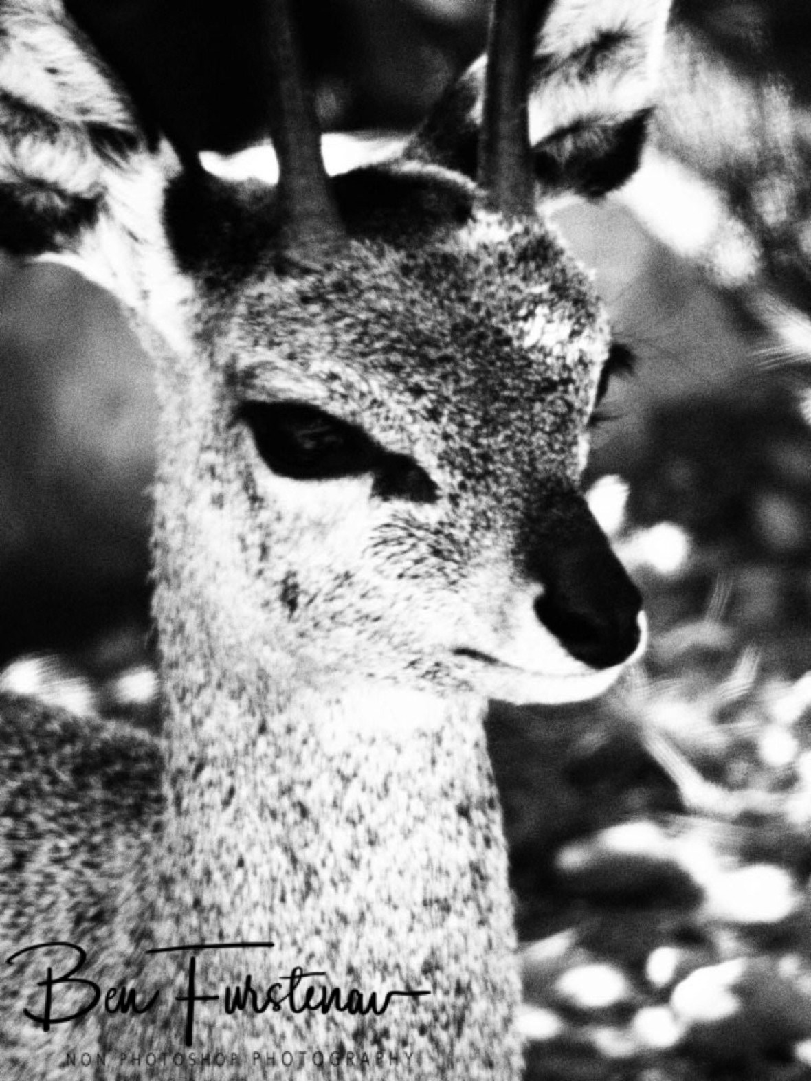 Still looking cute in black and white, Rivendell Trout estate 