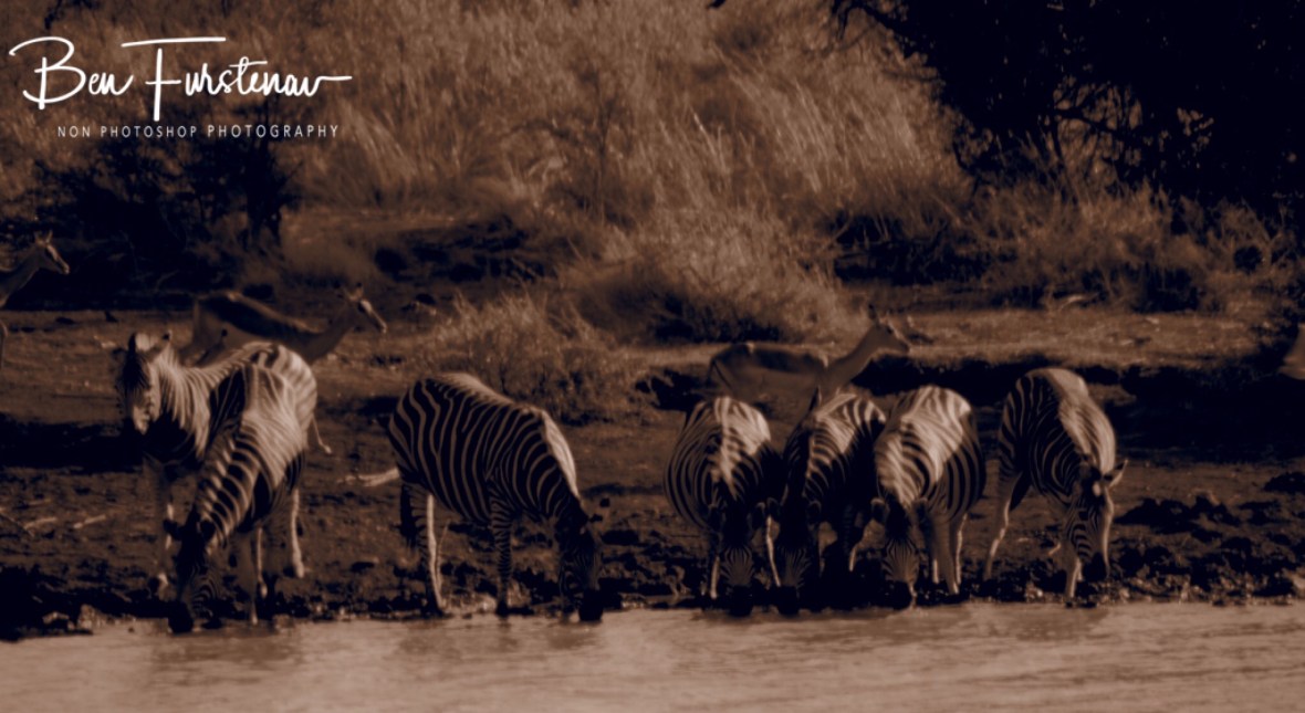 The waters edge is always a dangerous area, Pilansberg National Park 