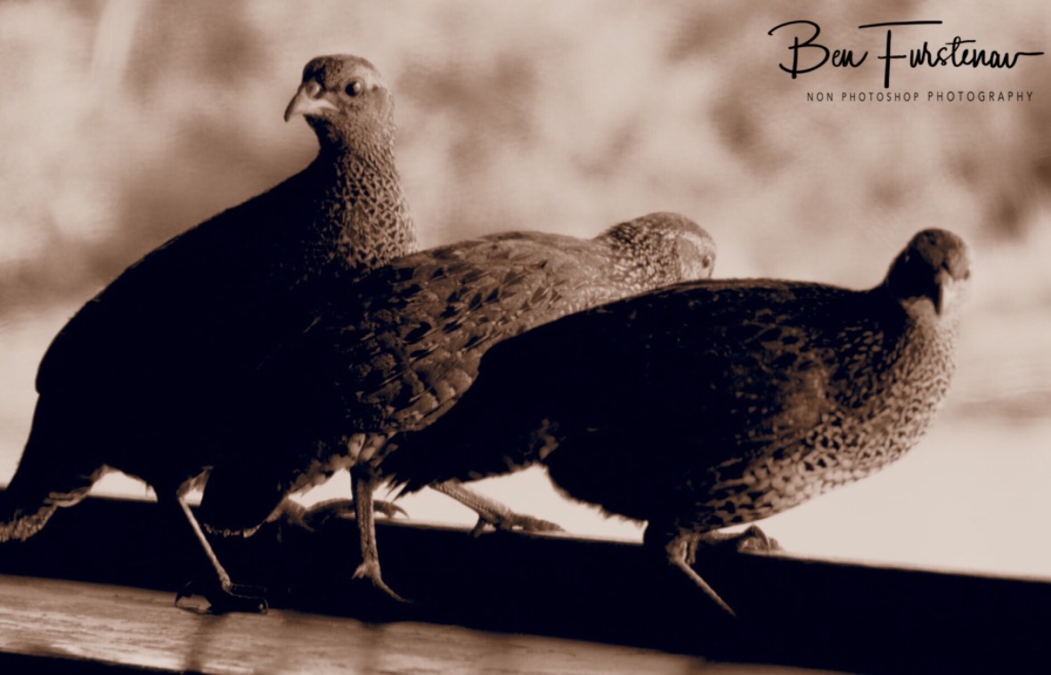 Pheasant wildlife spotters, Pilansberg National Park 
