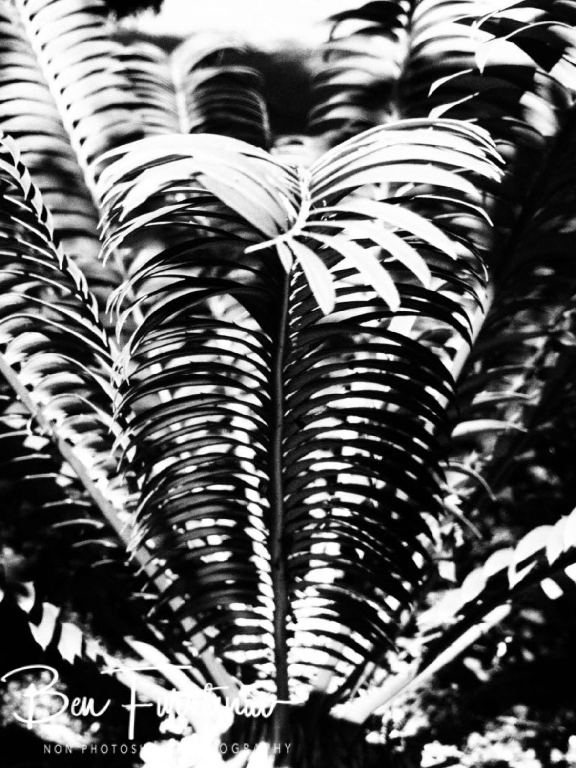 Shadow palms, Dundee