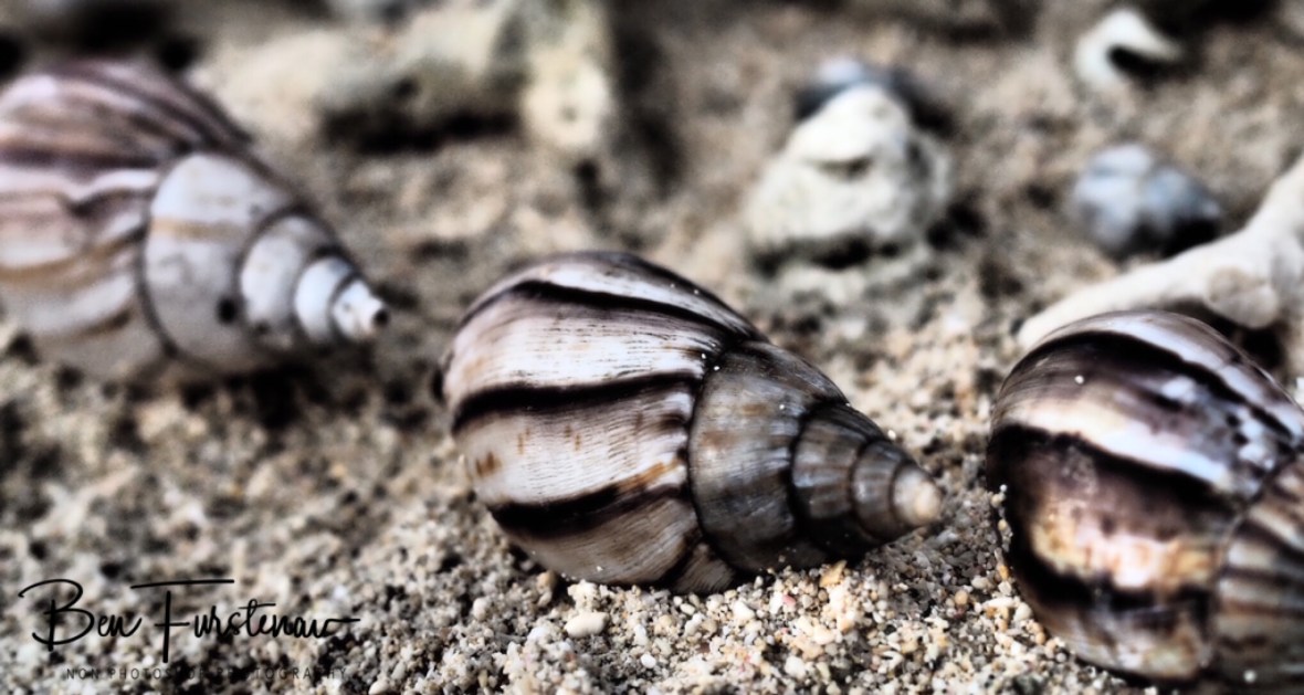 Snail trail on the beach, West Coast Mauritius 