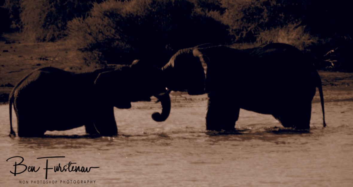 Testing their strength in cool waters, Pilansberg National Park