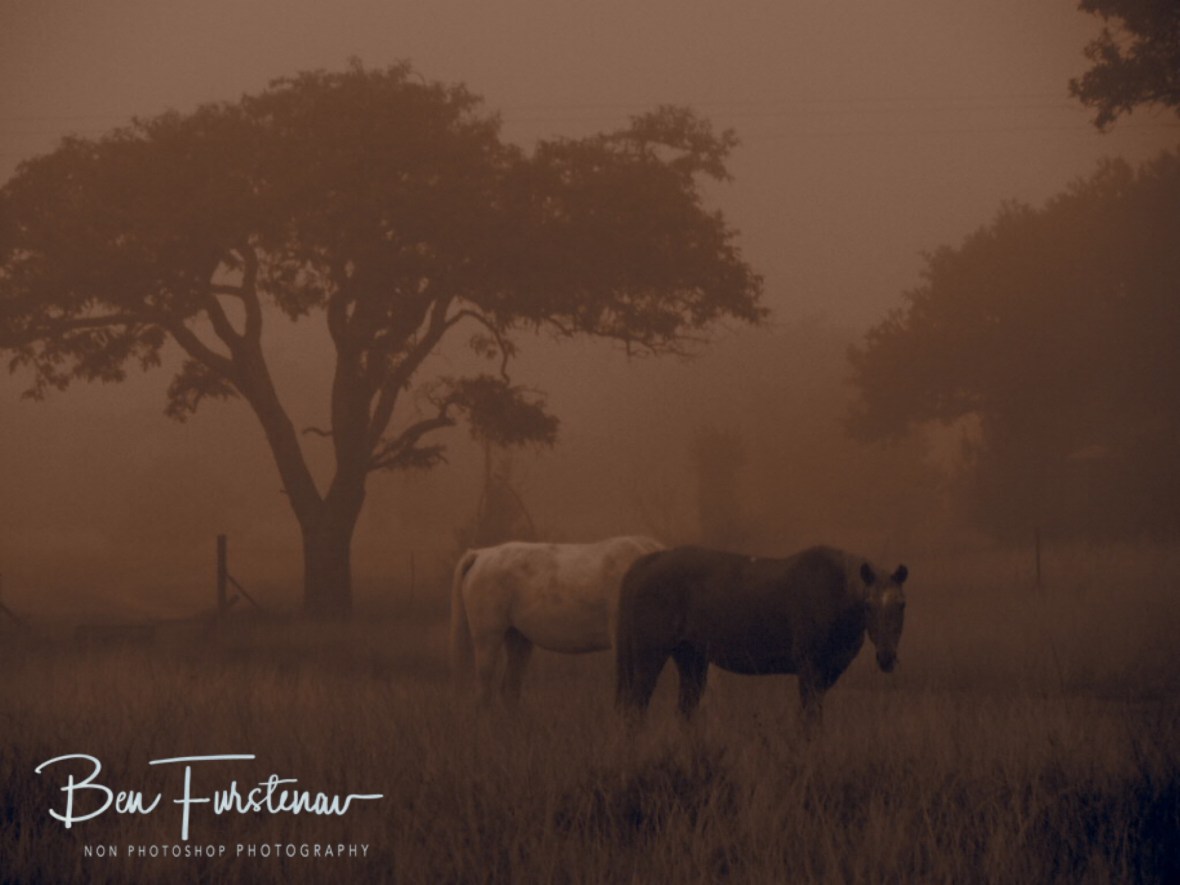 Wet and juicy grass early mornings, Dundee