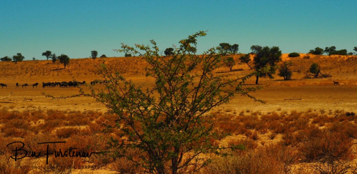 Mexican stand-off between lion and wilderbeast,Kgalagadi Transfrontier Park