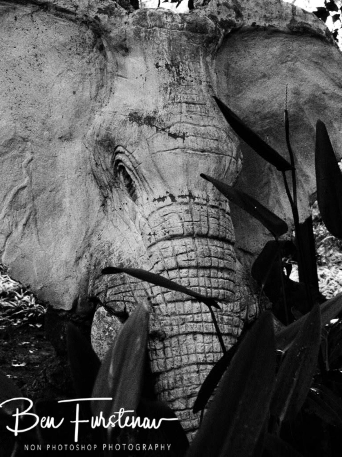 Fake or real, hard to tell. Newcastle 