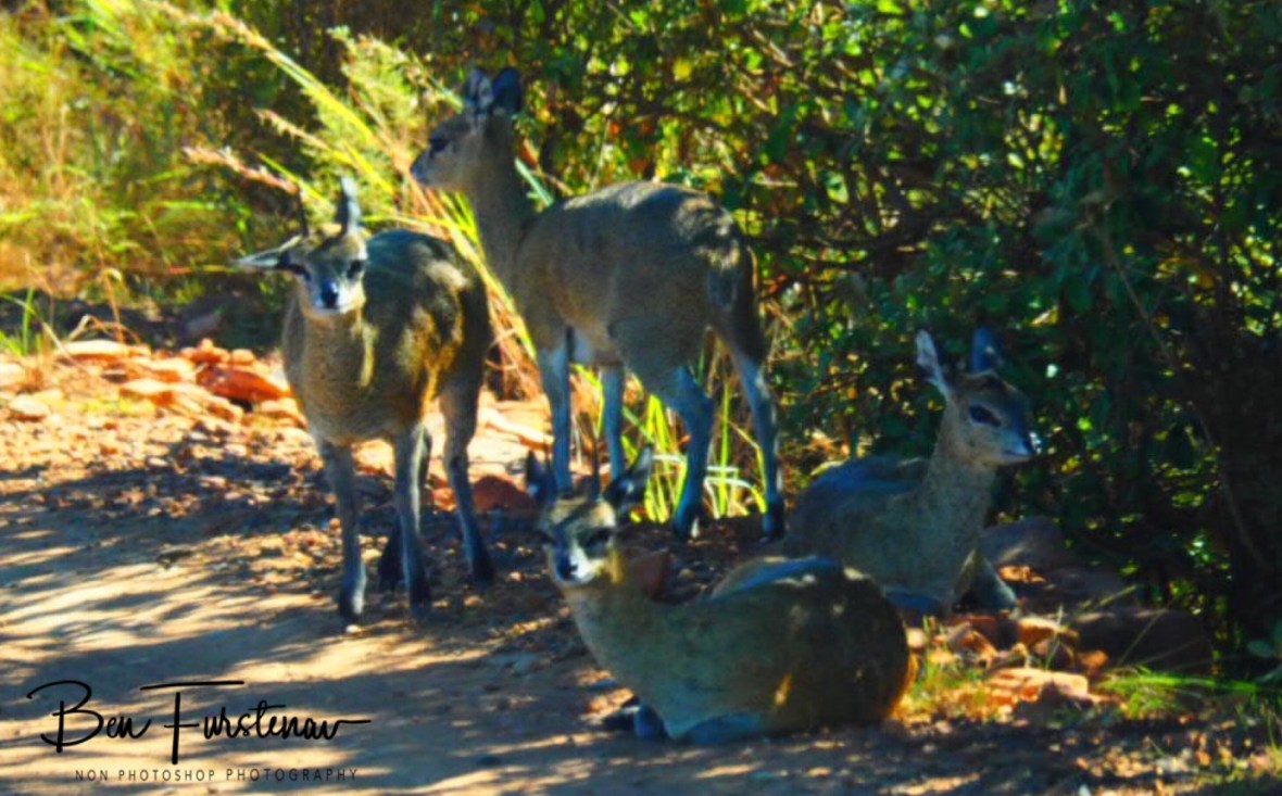 Cautious Klipspringer, Mpumalanga, Rivendell Trout estate 