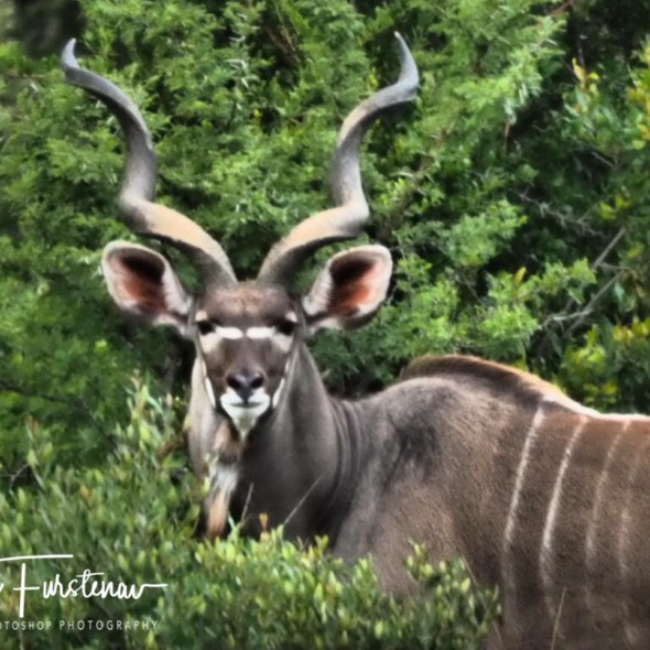 Impressive Kudu bull, Dundee