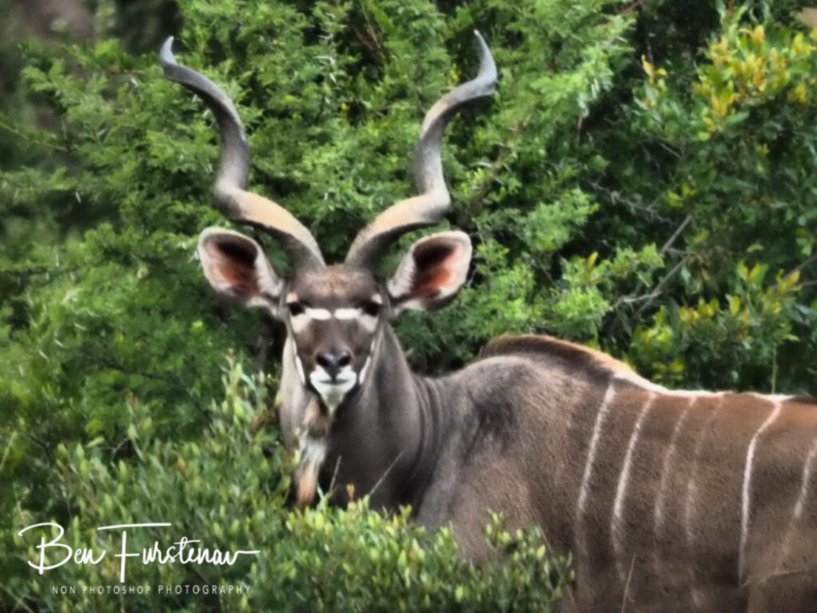Impressive Kudu bull, Dundee 
