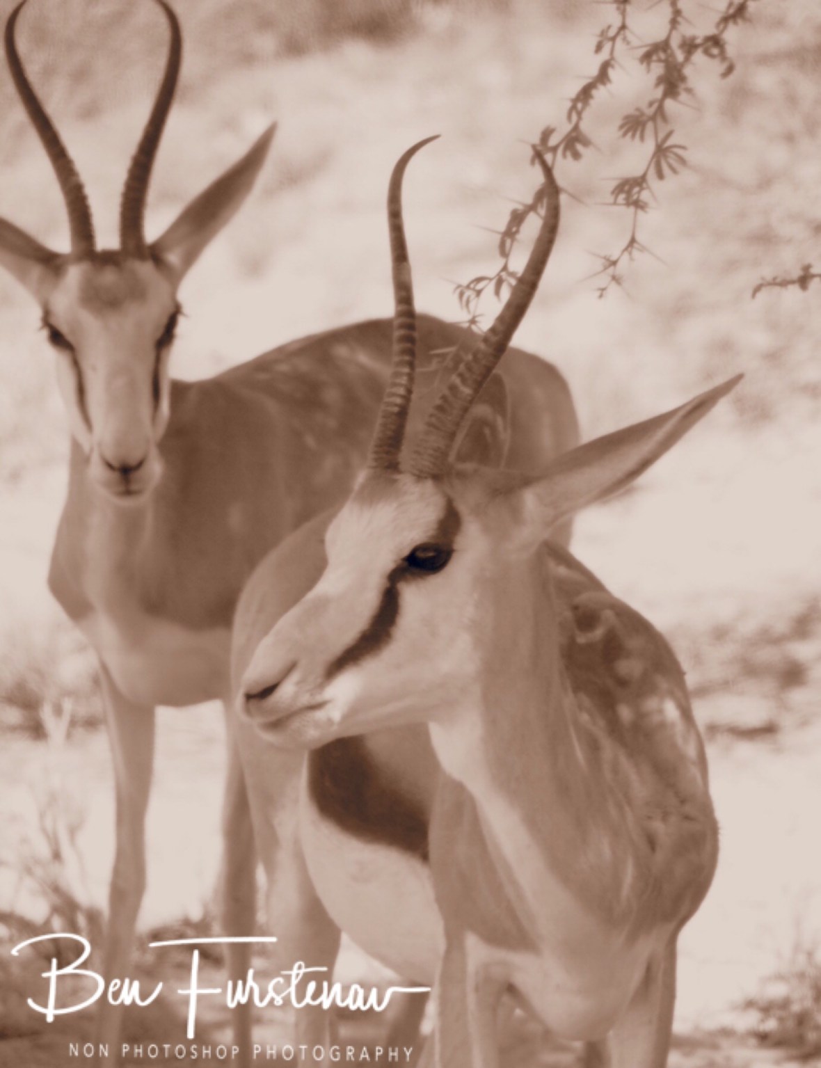 Springbok grazing on spiky Camelthorn trees, Kgalagadi Transfrontier Park