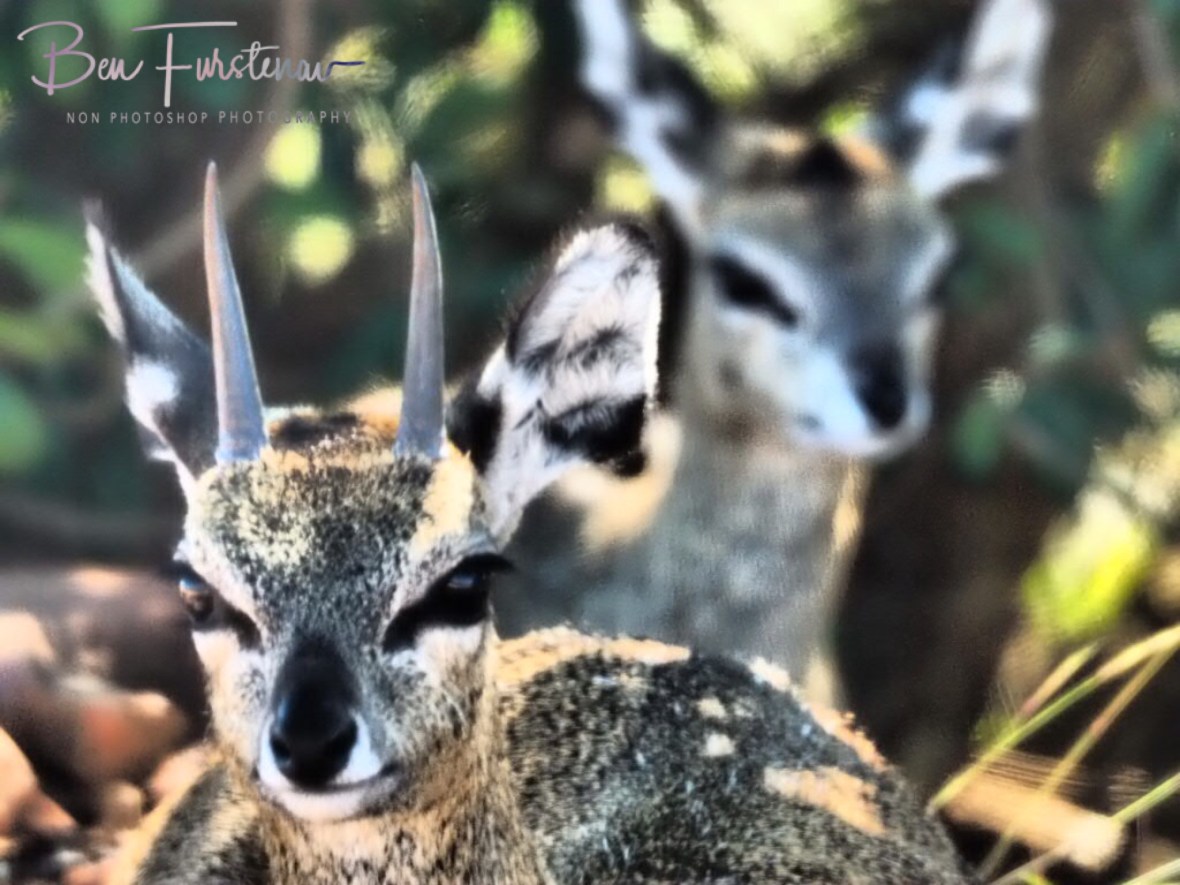 Backup in the background, Rivendell Trout estate,