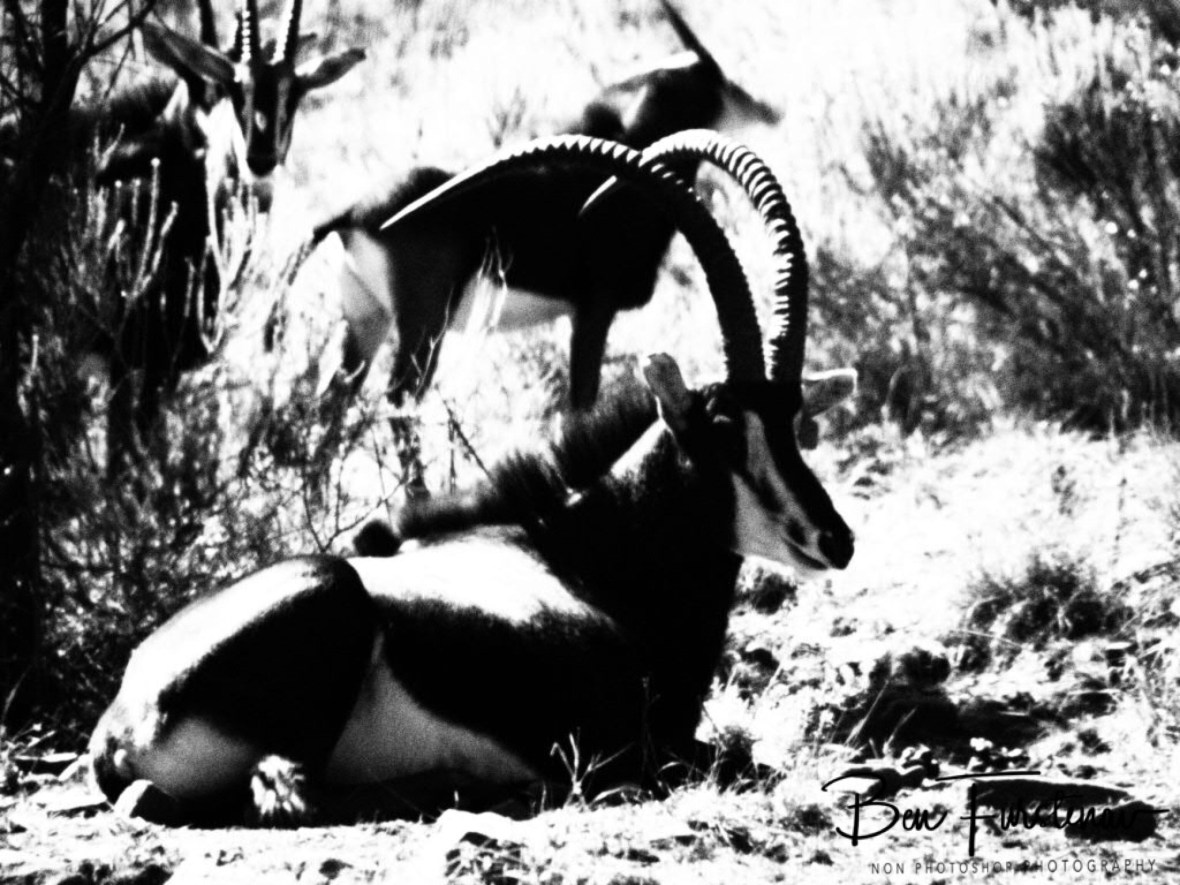 Sable Antilope, Rivendell Trout estate 