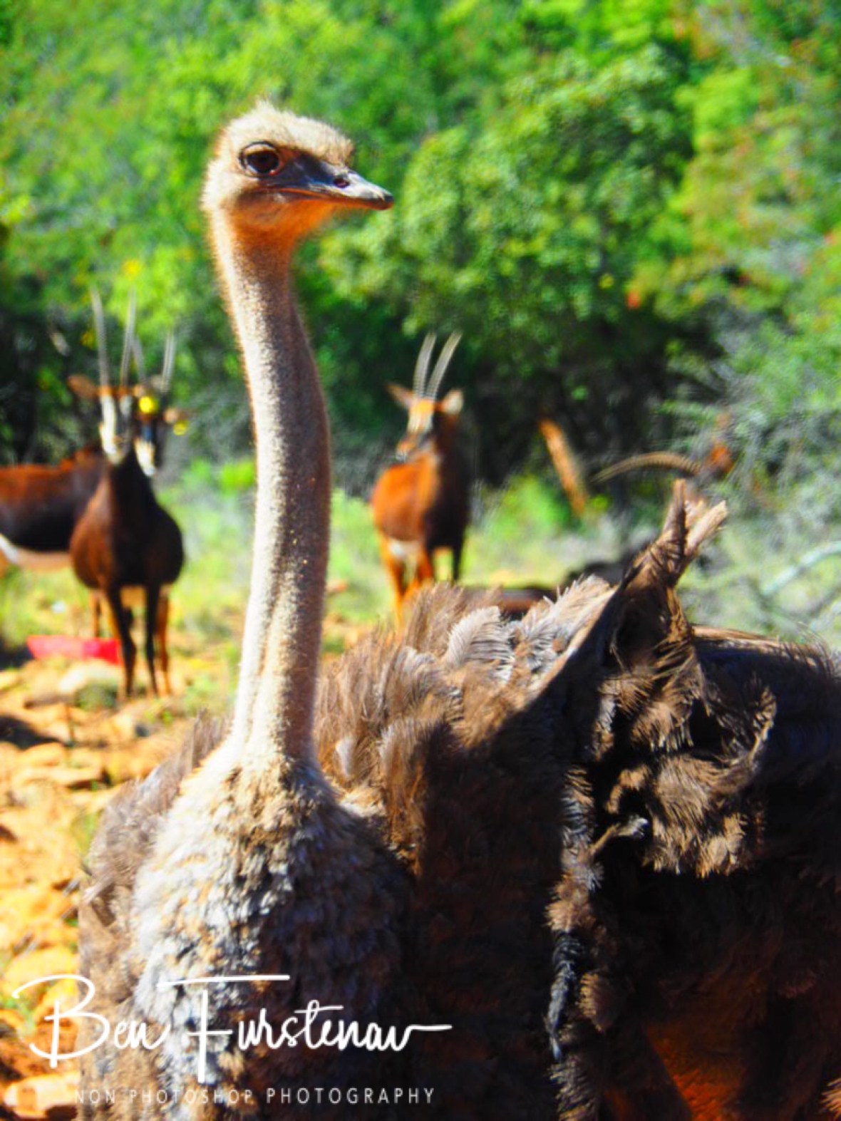 Who’s coming? Rivendell trout estate