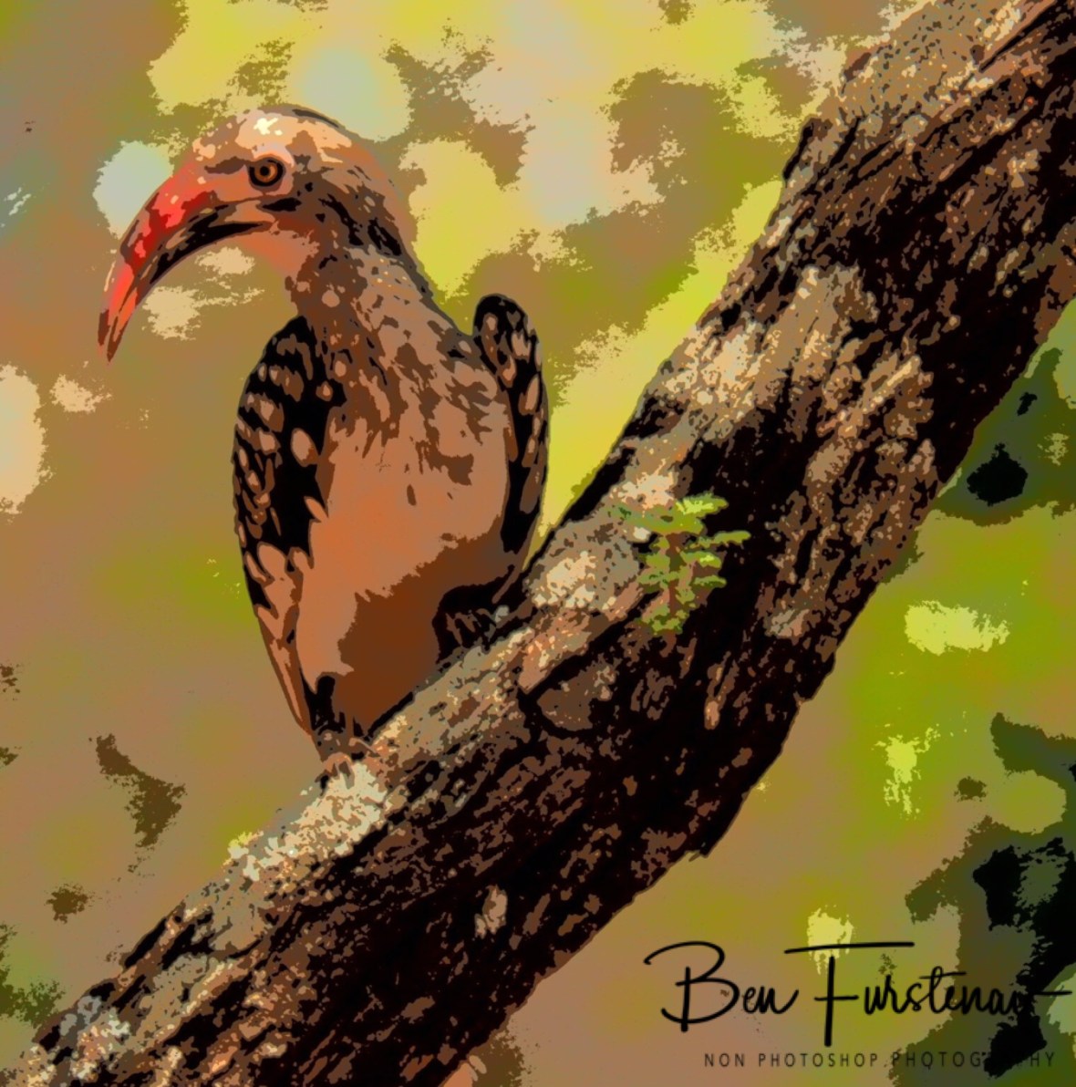 A colourful Hornbill scouting the campground, Pilansberg National Park