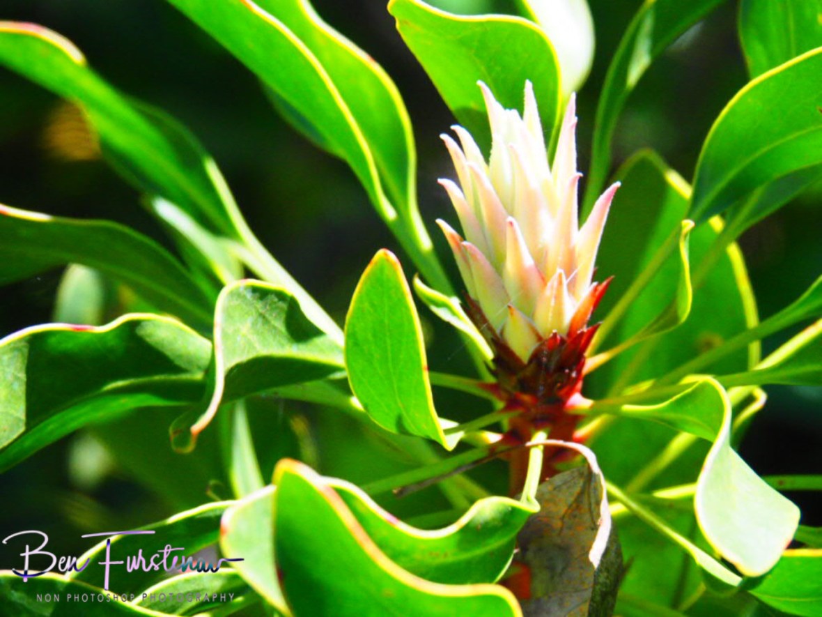 Giant Protea almost in full bloom, Newcastle 