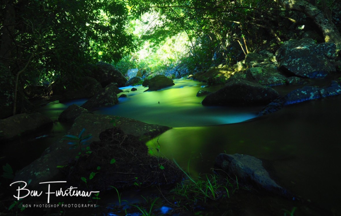 Simply spectacular sunny reflections through lush vegetation, Black River National Park