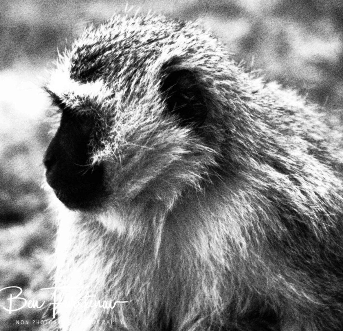 Vervet Monkey, Augrabis Falls