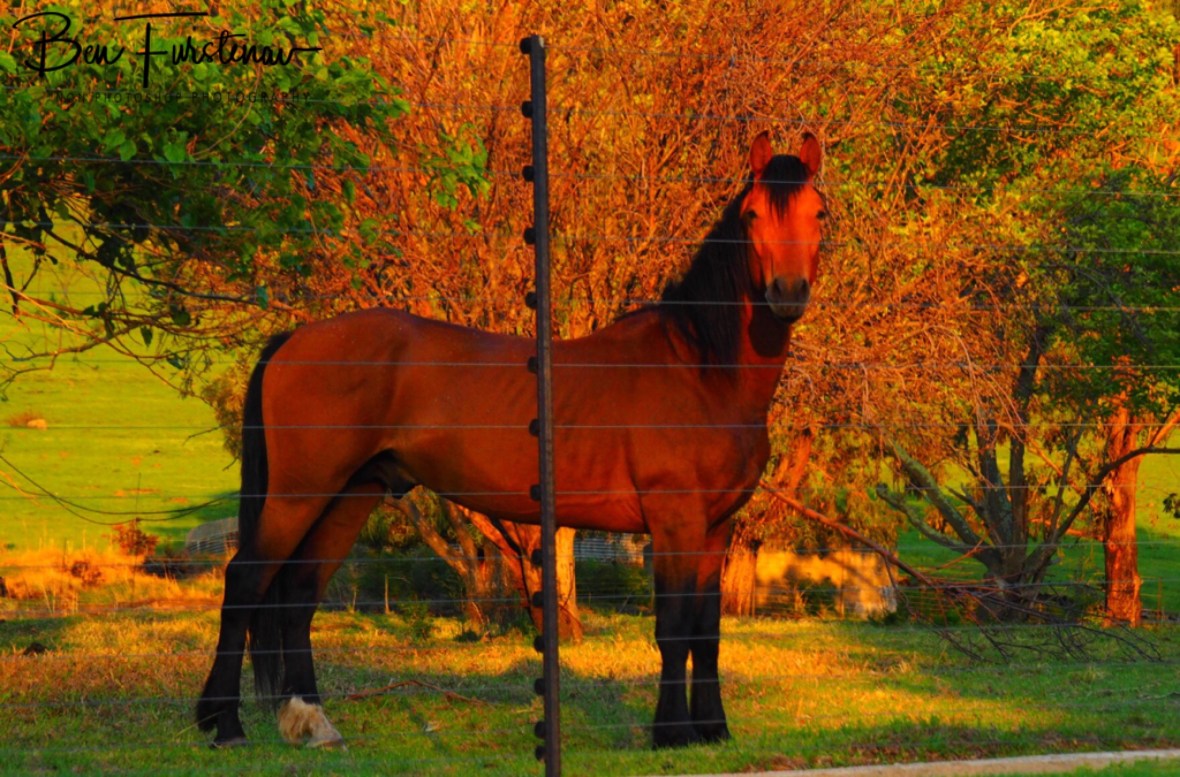 The stallion of the farm, Maarmanshoek, Free State