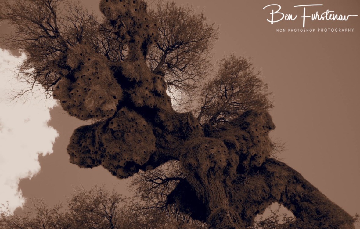 An immense building for a tiny weaver bird, Kgalagadi Transfrontier Park