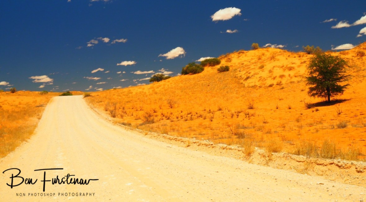 A well maintained road through the desert, Kgalagadi Transfrontier Park