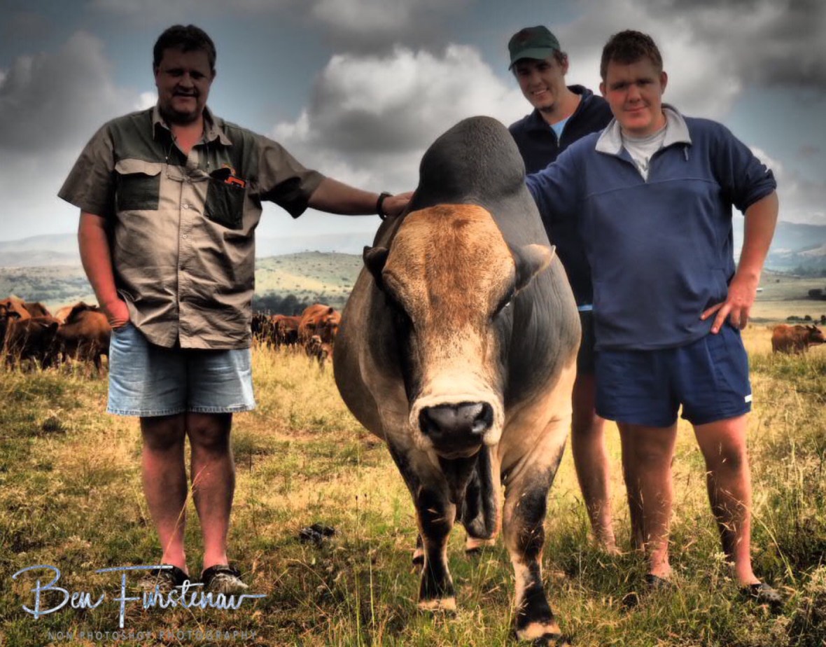 Four Adendorff bulls, Newcastle