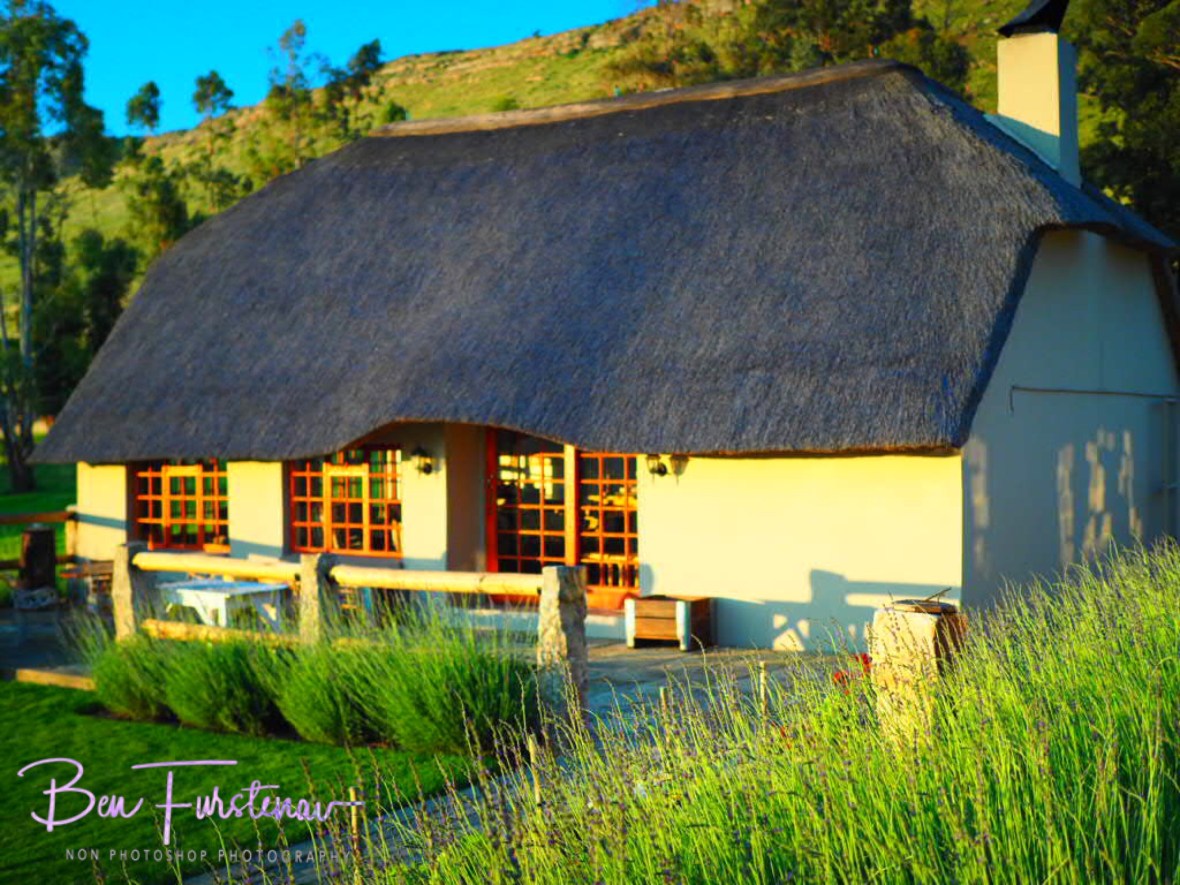 The lavender grown a lot since my last visit, Maarmanshoek