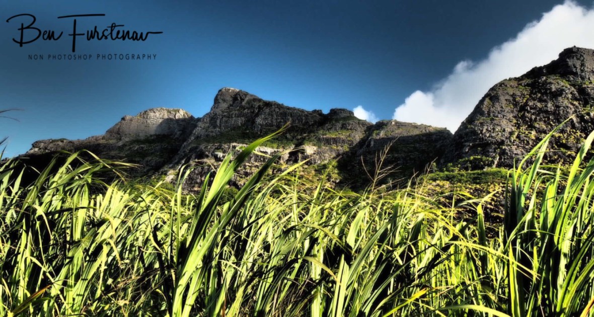 Splendid combination, cane fields and Troix Mamelles 