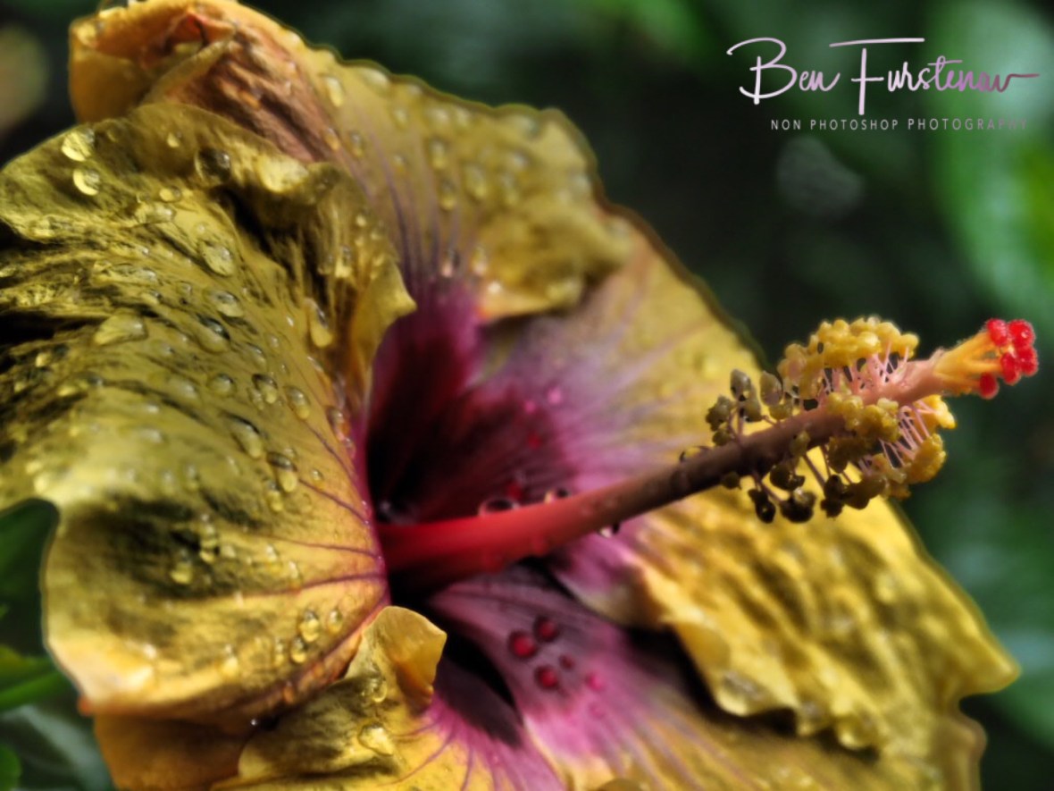 Wet Hibiscus flower, Dundee