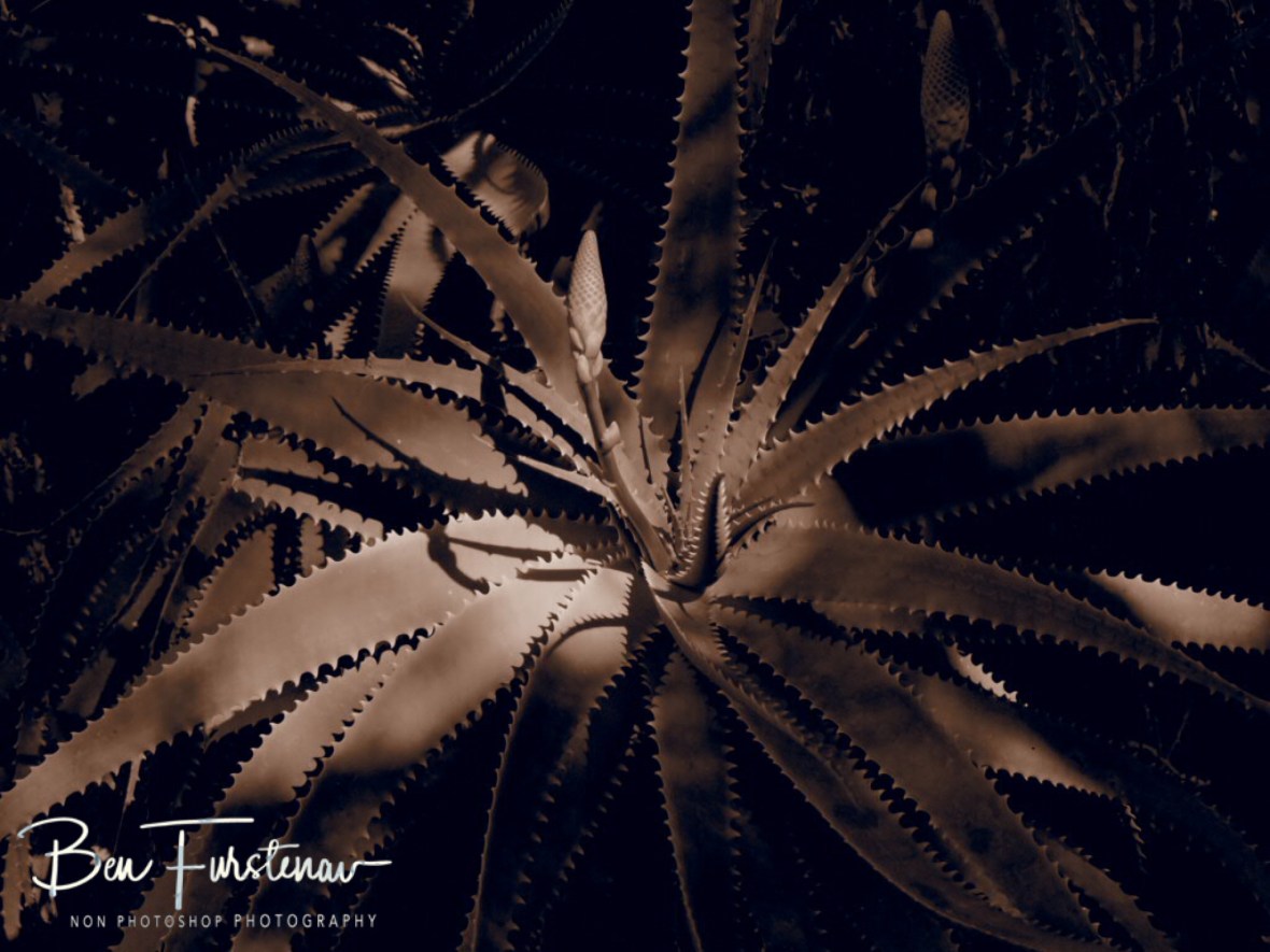 Aloa Vera in a different light, Dundee