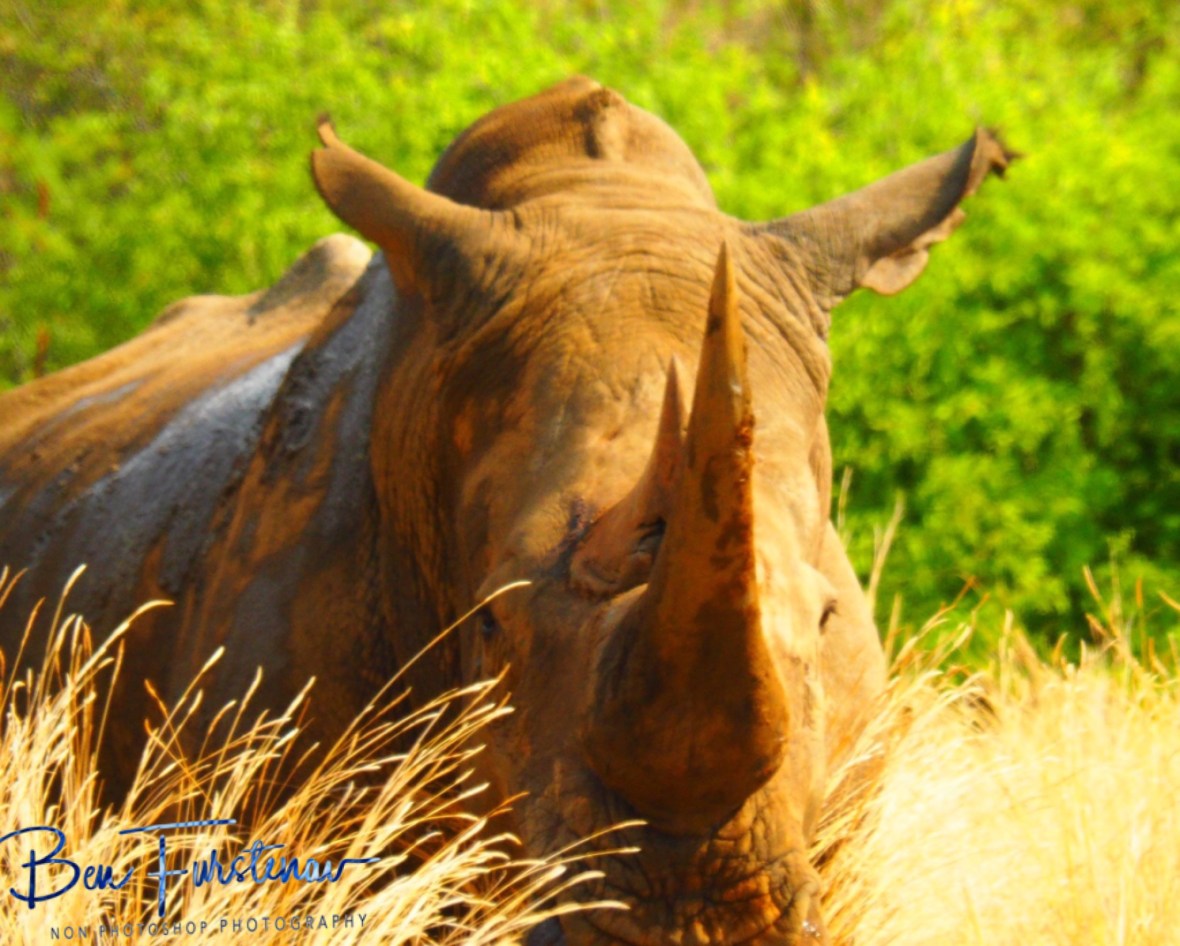 Mother and calf rhino in a dangerous world, Pilansberg National Park 