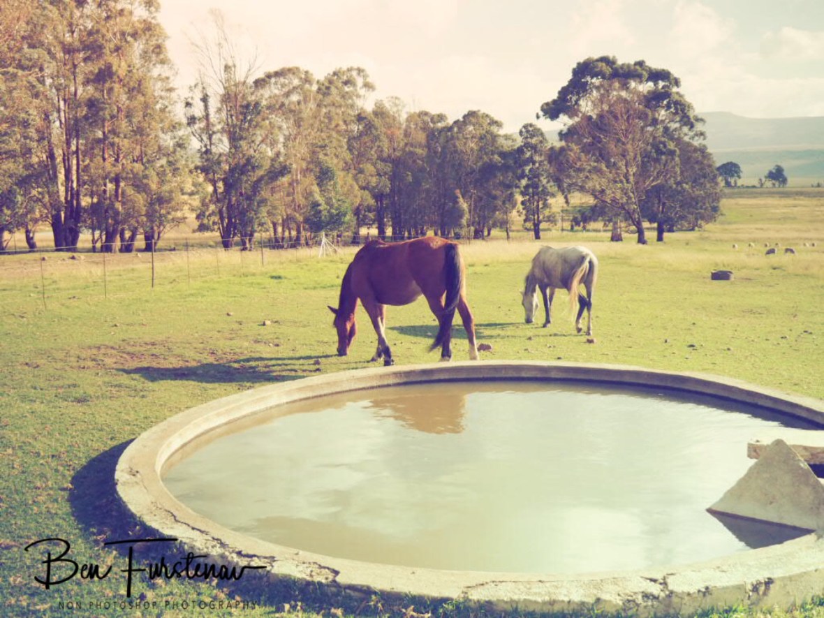 Vintage farm, Maarmanshoek
