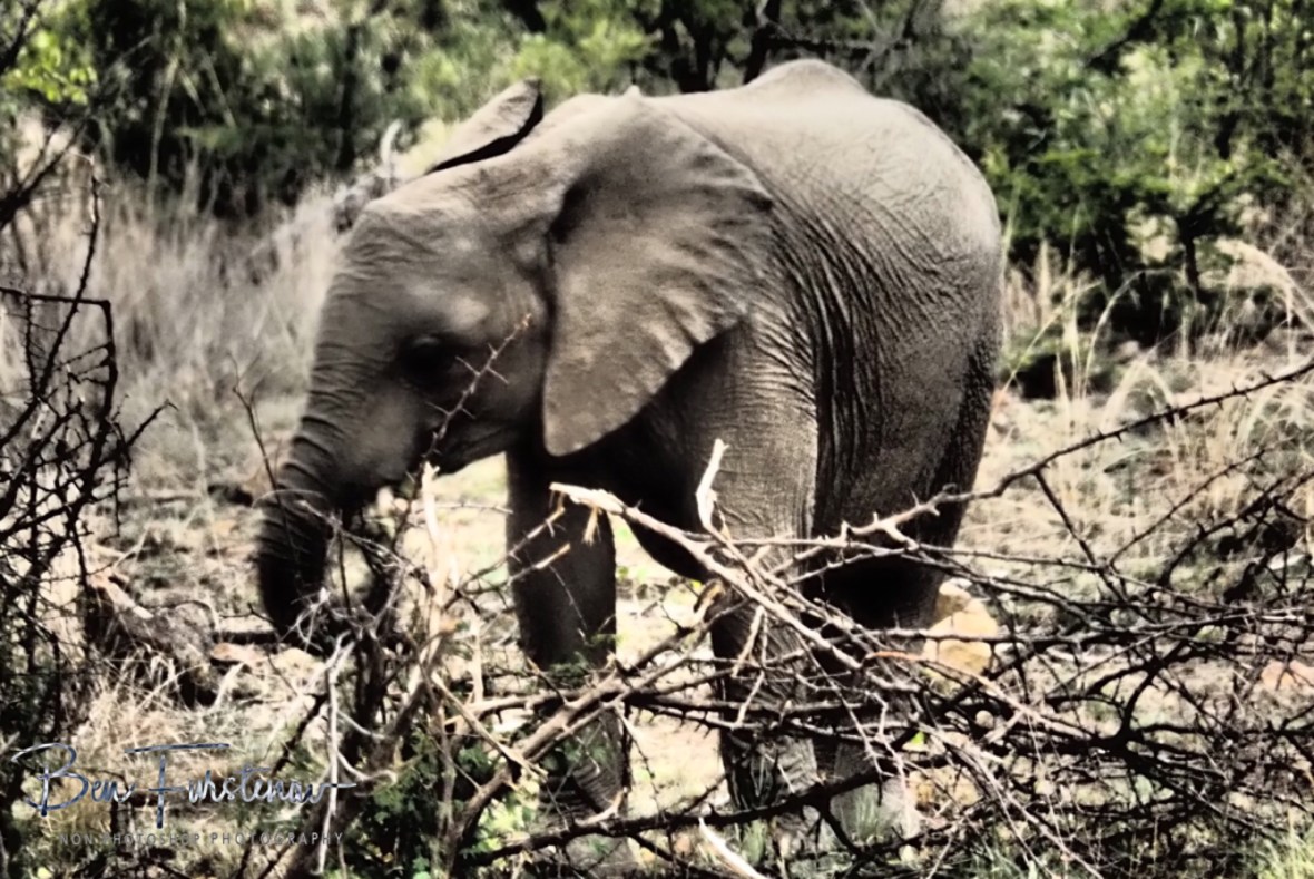 A calf on its own, a rare sight, Pilansberg National Park