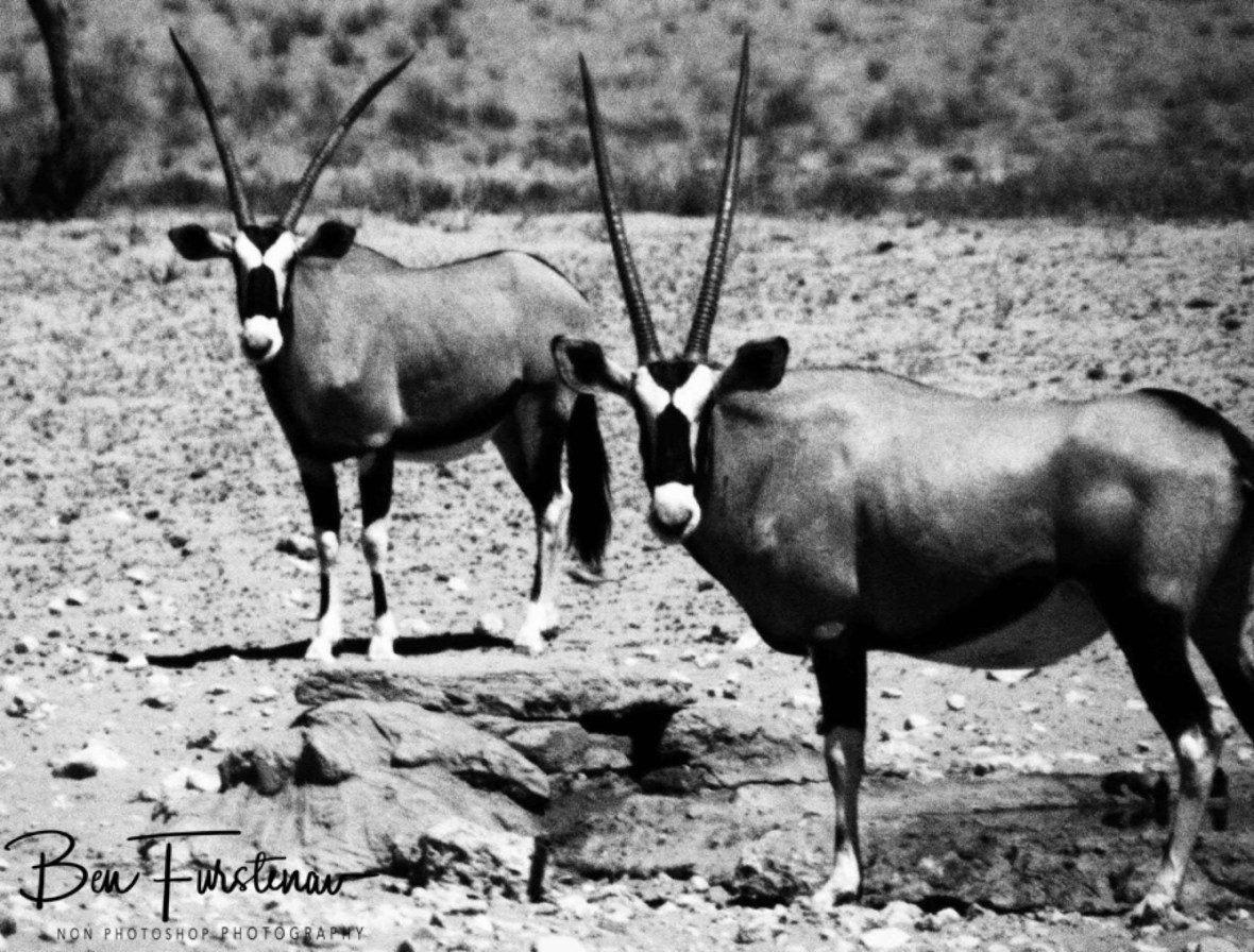 Oryx,or Gemsbok are desert specialists, Kgalagadi Transfrontier Park 