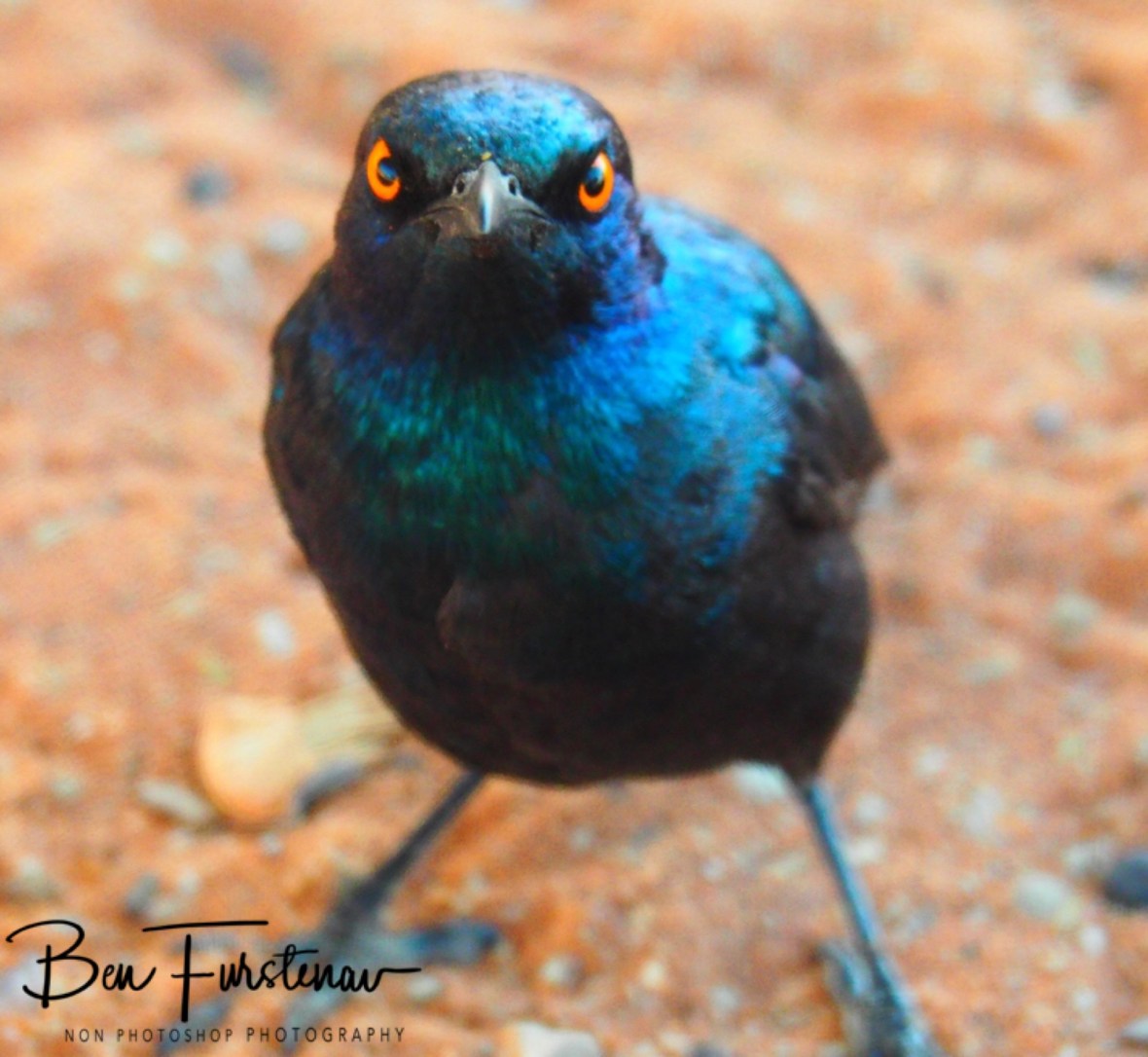 A starling looking for more, Kgalagadi Transfrontier Park