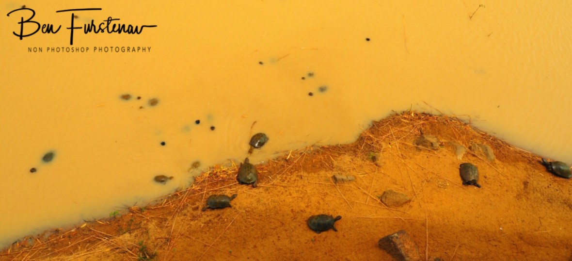 Turtle lake, Pilansberg National Park