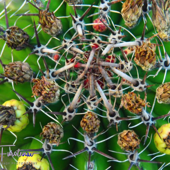 Spiky and colourful cactus display, Newcastle