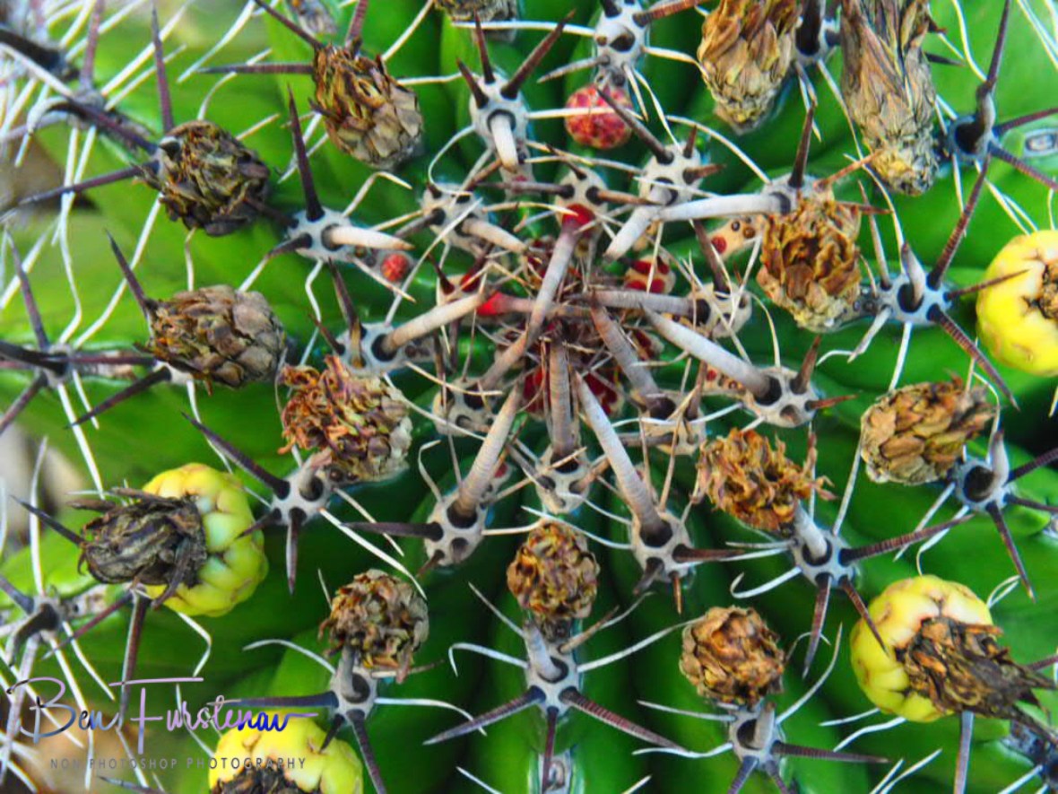 Spiky and colourful cactus display, Newcastle