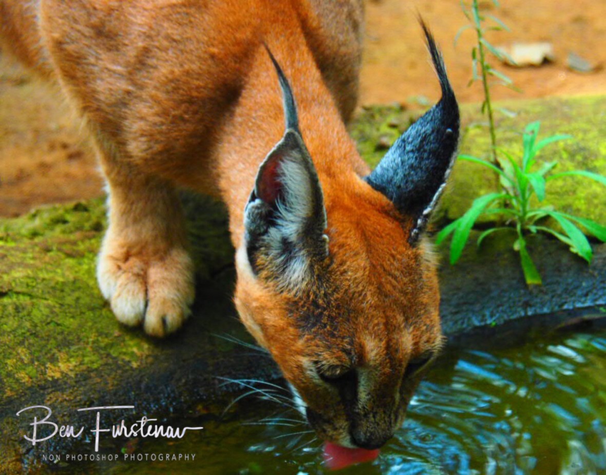 Caracal sister Nunu rehydrates, Newcastle