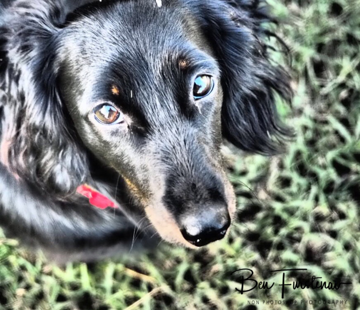 The eyes of a flea, Dundee 